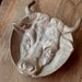 Metal Steer or Bull Tray