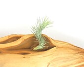 Air Plant Trio - Funkiana Pack