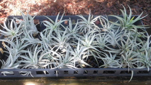 Tillandsia Air Plant -Harrisii Flowering Plant with Soft Leaves. Great Gift. Easy Care. Start your Collection Today.