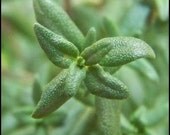 Thyme - Common Herb - 50 Seeds