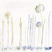 Sale - Buy 2 Get 1 Free Art Painting Original watercolor flower 8x8 floral spring home decor illustration- blue yellow dandelion, bedroom