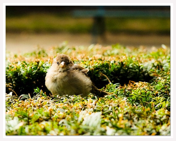 Paris Bird Wall Photo, Paris wall decor, Travel Wall art, baby bird on a hedge, 8x10 print, paris landscape