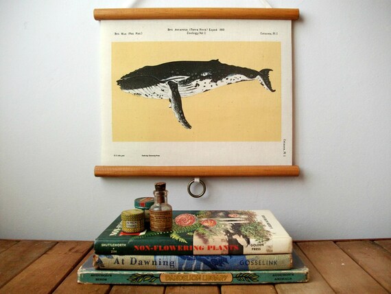 Mini Printed Fabric Vintage Style School Science Chart with Wood Trim - Whale (11" x 9")