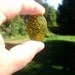 Dragon Veins Agate pendant bead / Cracked Olive Green