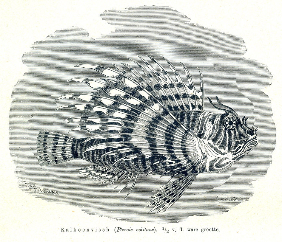 Fish engraving, Turkeyfish, Lionfish, pterois volitans, fine art print of antique engraving, sea-life, underwater, scuba diver gift
