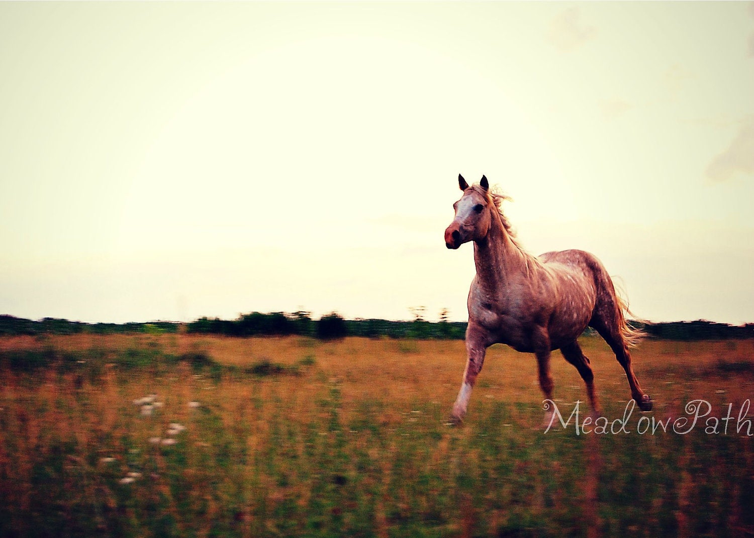 Running Horse, Horse Art, Pony, Equestrian, Pasture, 5x7 Photograph, 'With the Wind'