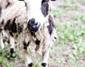 Jacob Sheep