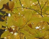 8x10 - Photograph - Fall Autumn - Tree - Yellow Leaves - Nature