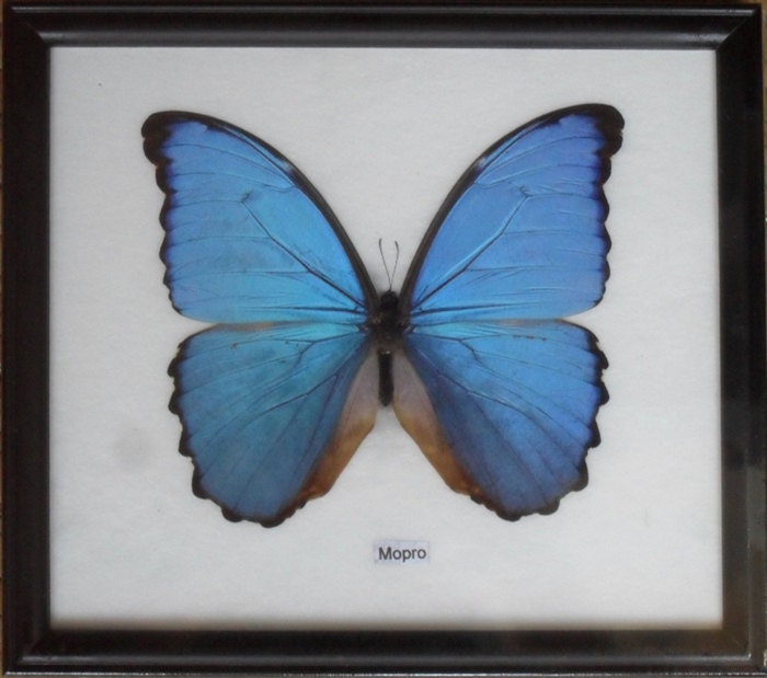 Framed MORPHO Real butterfly Taxidermy in frame