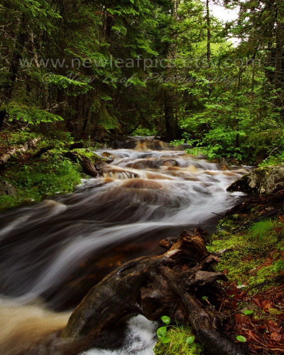 Maine woodland stream, Acadia landscape print, nature photography, green and brown, 8x10 fine art print