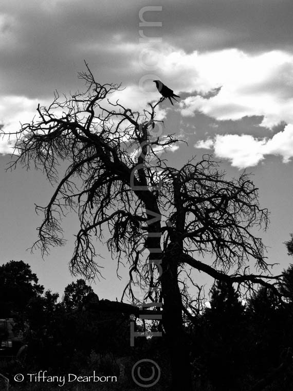 black creepy tree