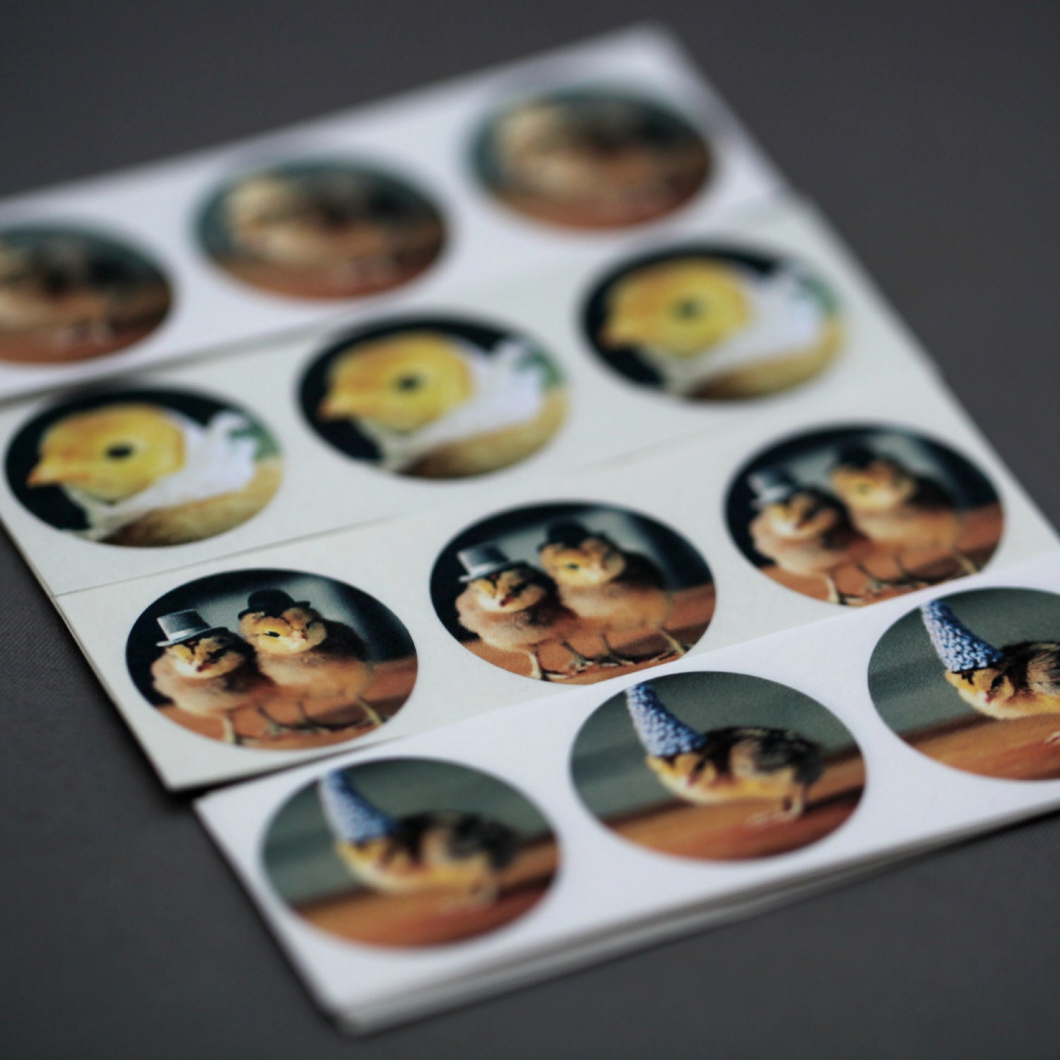 Chicks in Hats Round Sticker Variety Pack B (48)