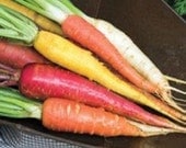 Organic Heirloom Rainbow Carrot Blend Seeds - BoxGardenOrganics