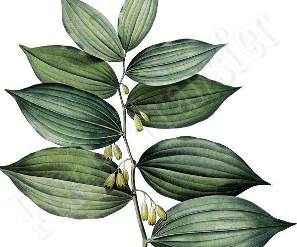 Digital Downloads SOLOMON'S SEAL Large Digital Image, green flower clipart digital download Redoute 125