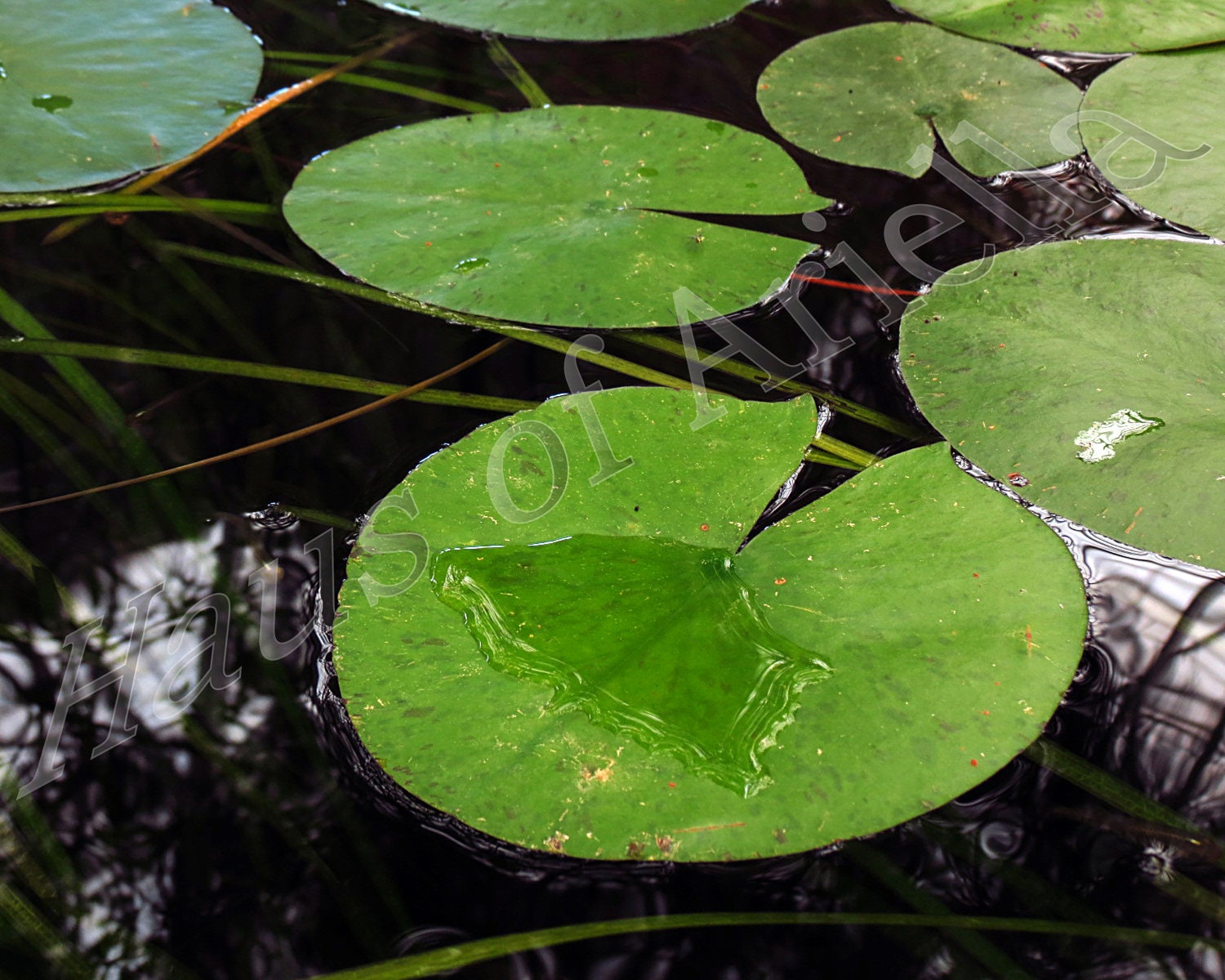 Lily Pad Photo, Pond Nature Photography Art, 8x10 Print