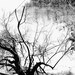 eerie black and white landscape photography