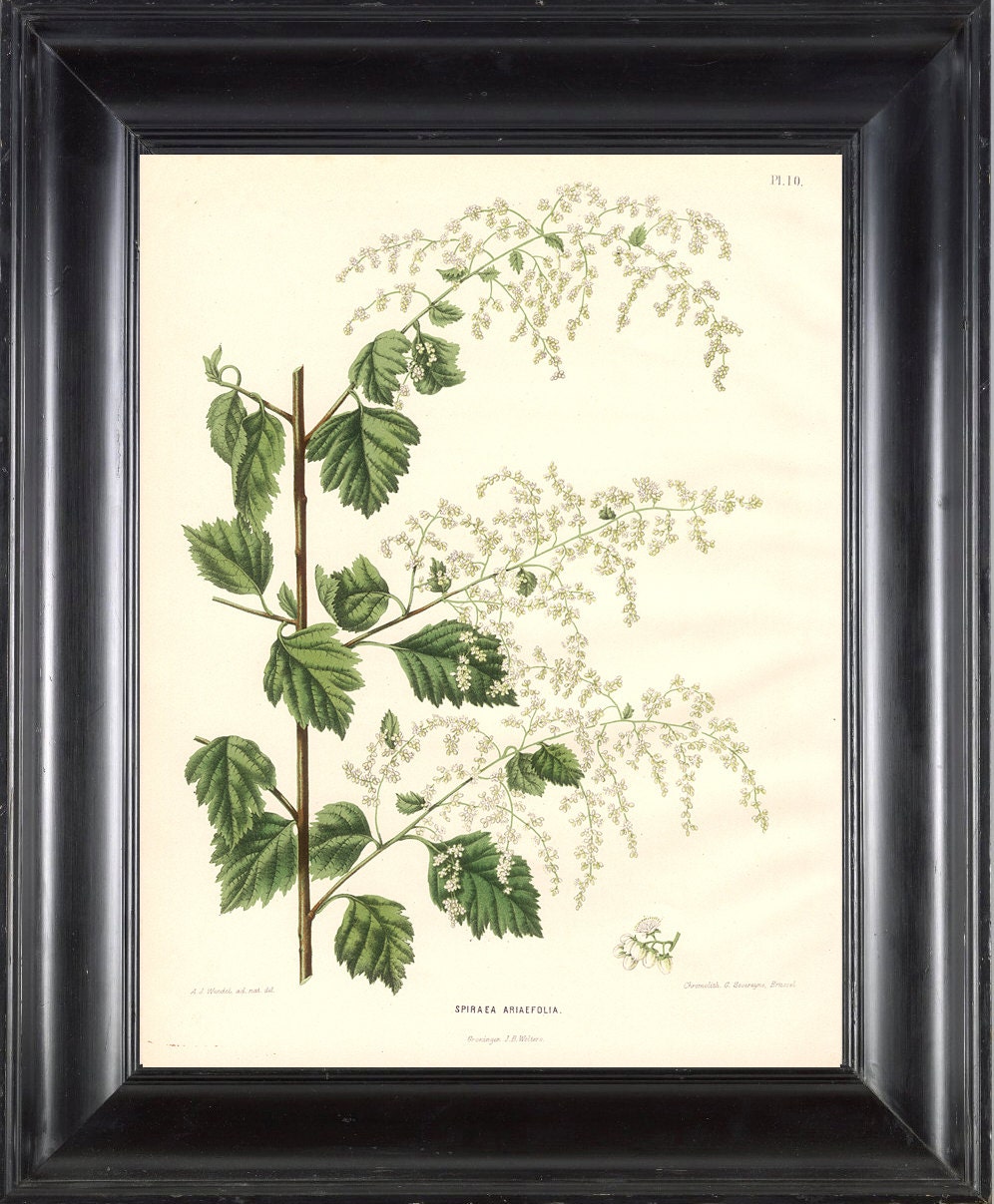 BOTANICAL PRINT Wendel 8x10 Botanical Art Print 24 Beautiful Antique Meadow Sweet Flower Spring Summer Garden Plant to Frame
