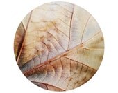 Autumn Home Decor, Fall Leaves - LEAF. Circular leaf photo. Woodland, pastel, close-up, macro, nature, home decor.