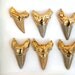 Gold Shark Tooth Necklace. Extra Large on 30 inch Gold Filled Chain CHOOSE YOUR TOOTH