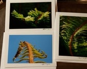 Fern Photograph Card Set of 3: Green, Black, Blue