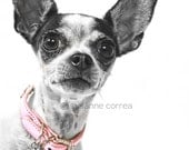 Chihuahua, dog, animals, pets, fine art photography, home decor, dog lover