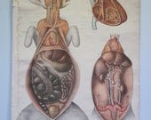 Vintage Rabbit Dissection School Chart
