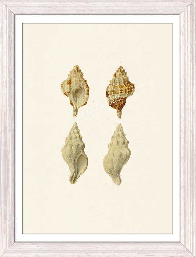 Sea shell collection n1  Sea life print -  seashells wall art home decor -A 4 print