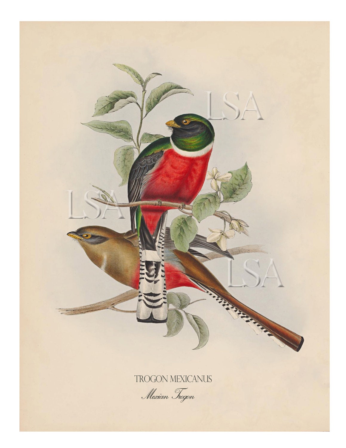 �������� Bird 8 � 10 ��������� ������: ������������ Trogons � 1838 ����������