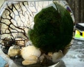 Free marimo keychain charm//Japanese marimo moss ball terrarium//Home decor//Home and garden//Giant Marimo