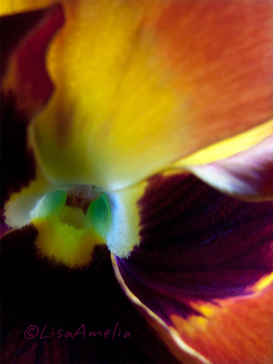 Josephine -  8X10 art print, fine art photography, color, flower, pansy, close up, soft focus, purple, orange, yellow, abstract, modern