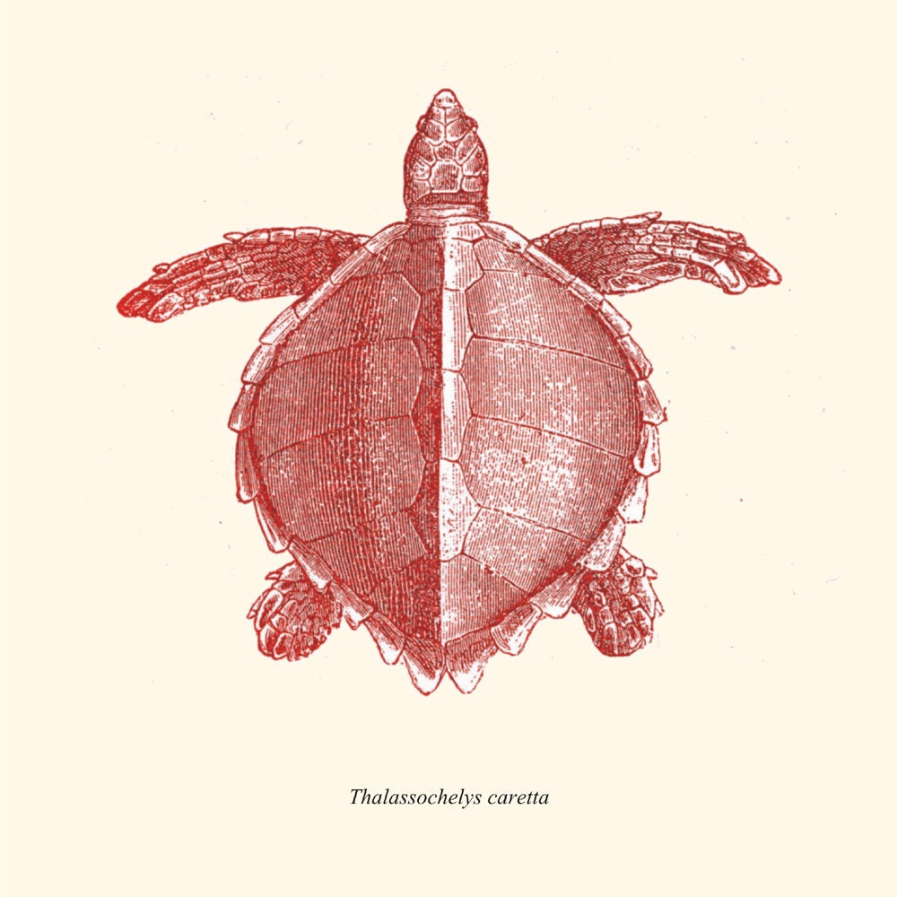 Vintage Turtle Thalassochelys caretta Print Poster Illustration
