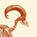 Skeleton Print Bighorn Sheep Vintage Illustration