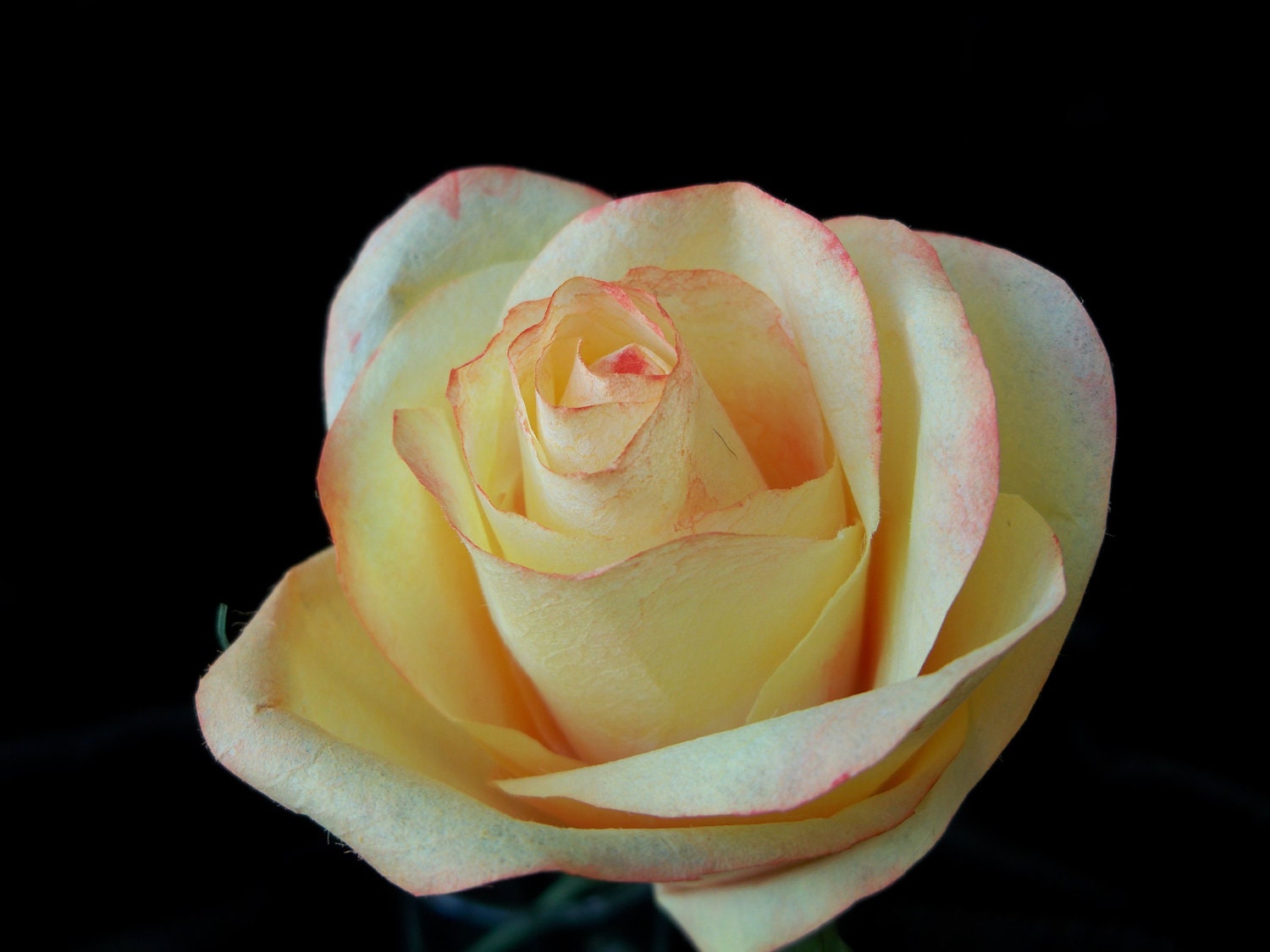 Yellow Rose Paper Flower Wedding Anniversary Bouquet Valentines Centerpiece Custom Made to Order