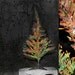 MULTICULTURAL CHRISTMAS TREE for everyone (Unique 1/1) Pluralist Tree