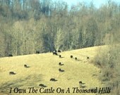 CATTLE- One Of God's Thousand Hills - Psalm 50:10 - 5x7 Photo Print
