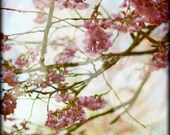 20% SALE - Nature Photographys CHERRY 12x12 Blossom Bloom Spring