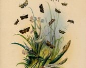 Old 1841 Antique Vintage Original HENRY NOEL HUMPHREYS British Butterflies Hand Colored Lithograph Chromolithograph Bookplate 51