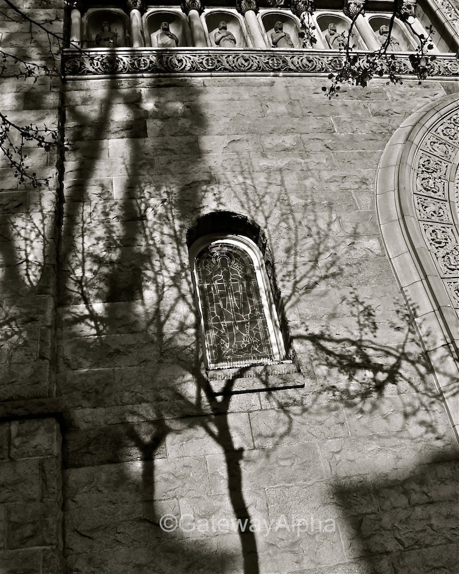 Black and White Photography, Shadow Photography, Tree Branches Photo, San Francisco Print, Architectural Photography - 8 x 10 Signed Print