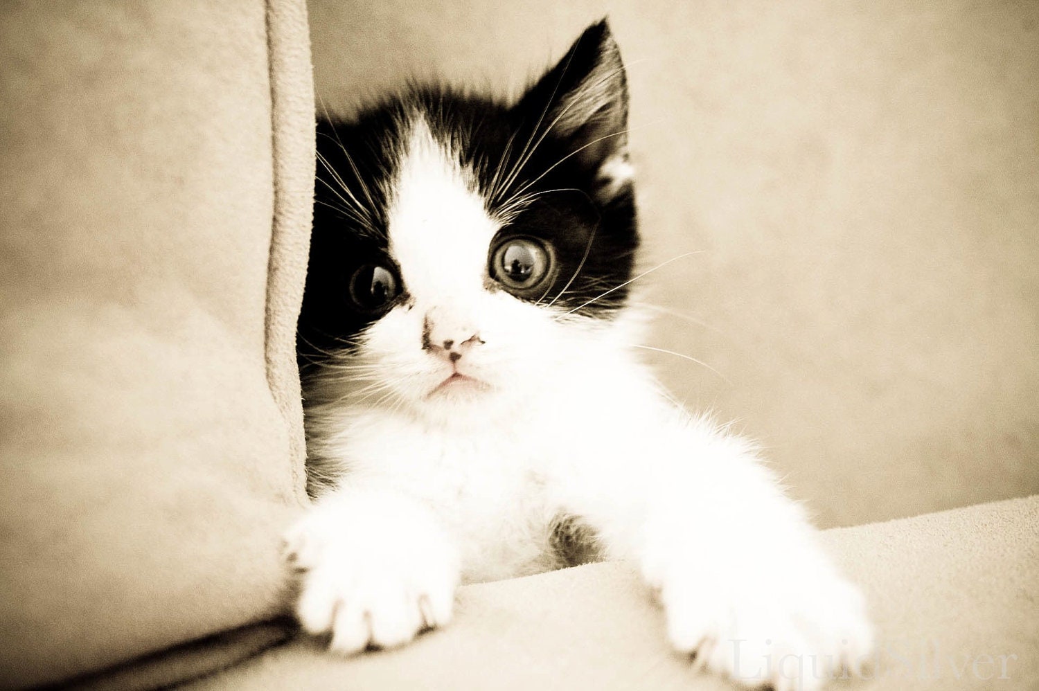 Kitten Photograph 8x10 Wall Decor Animal Portrait Cat Photography Fine Art