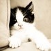 Kitten Photograph 8x10 Wall Decor Animal Portrait Cat Photography Fine Art
