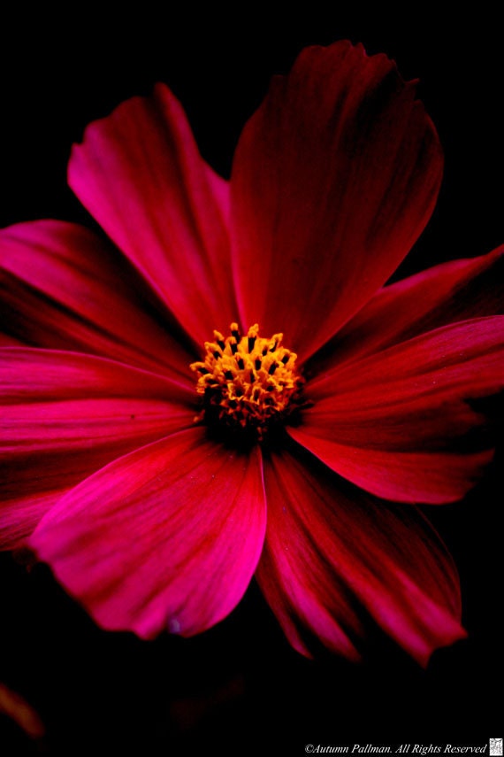 Cosmos Bipinnatus -Pink Wildflower- Garden Photography- Color 5x7 Print- Home & Office Decor