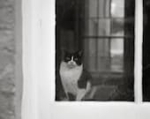 Cat in a Window 11x16 Photo Print, Animal and Pet Fine Art Photography - FrescaPhoto