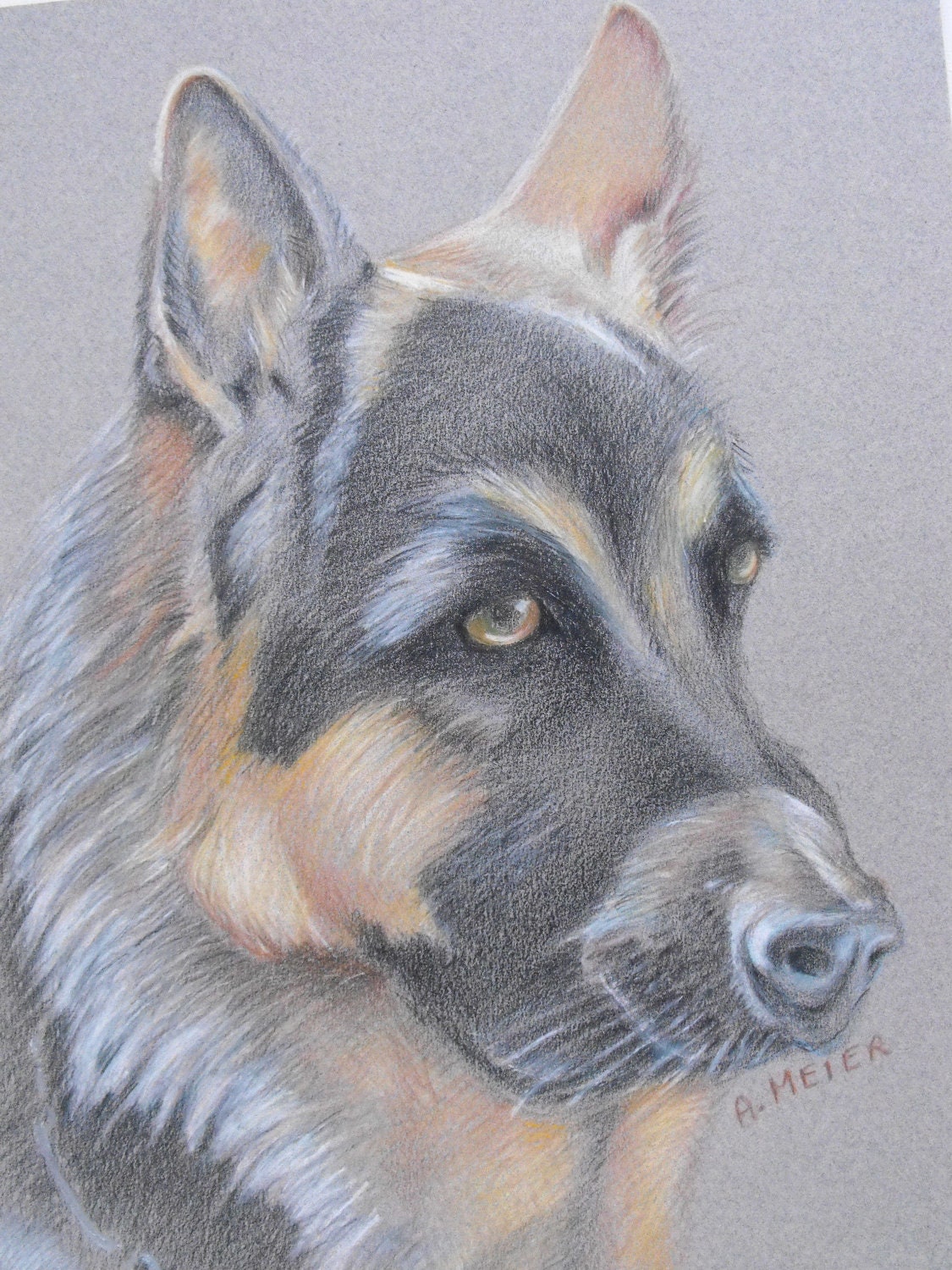 Original drawing from photo, pencil crayon on grey pastel paper, pet portrait, 8.5 X 11, Logan