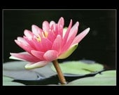 Fine Art Print, 5x7, Pink Lotus Flower