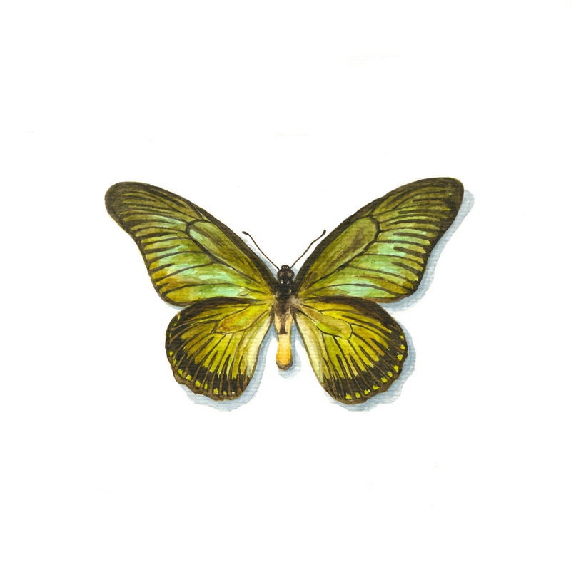 Butterfly  - Original Watercolor -  GICLEE PRINT - Giant Green Swallowtail (Papilio zalmoxis Green)