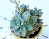 Shabby Chic Succulent Planter, Succulent Arrangement, Succulent Garden, Sunny Yellow Distressed Planter, Succulent Garden, Plants  Edibles