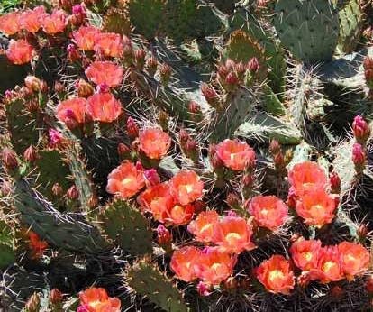 Winter Hardy Prickly Pear Cactus Peachy Plum Flower's