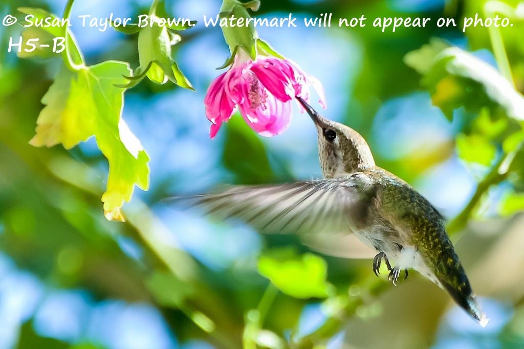 Hummingbird photo note card,  nature photography, garden wildlife, wildlife art, wild bird notecard