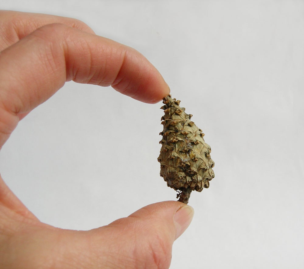 8 BABY PINE CONES Miniature Trees Terrarium Trees Rustic Fantasy Village Woodland Craft Supplies