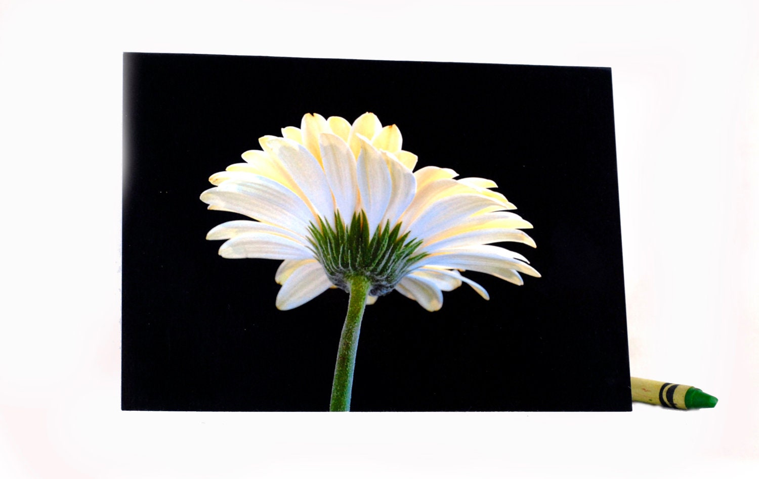 Gerber Beauty-Blank Photography Note Cards, Keepsake Cards, White Flower Art. - ONEMAGICALMOMENT